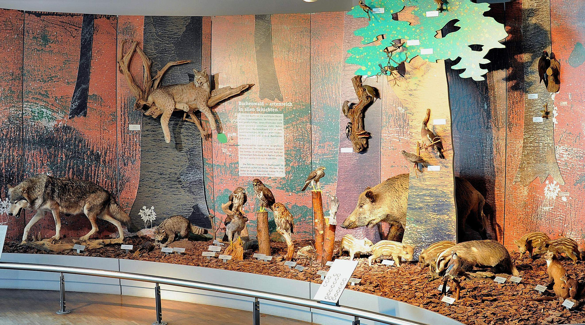 
            Bodensee-Naturmuseum
            Bild 3
