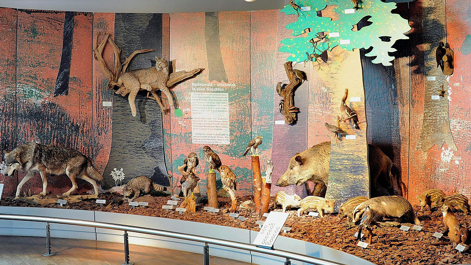 
        Bodensee-Naturmuseum
        Bild 3