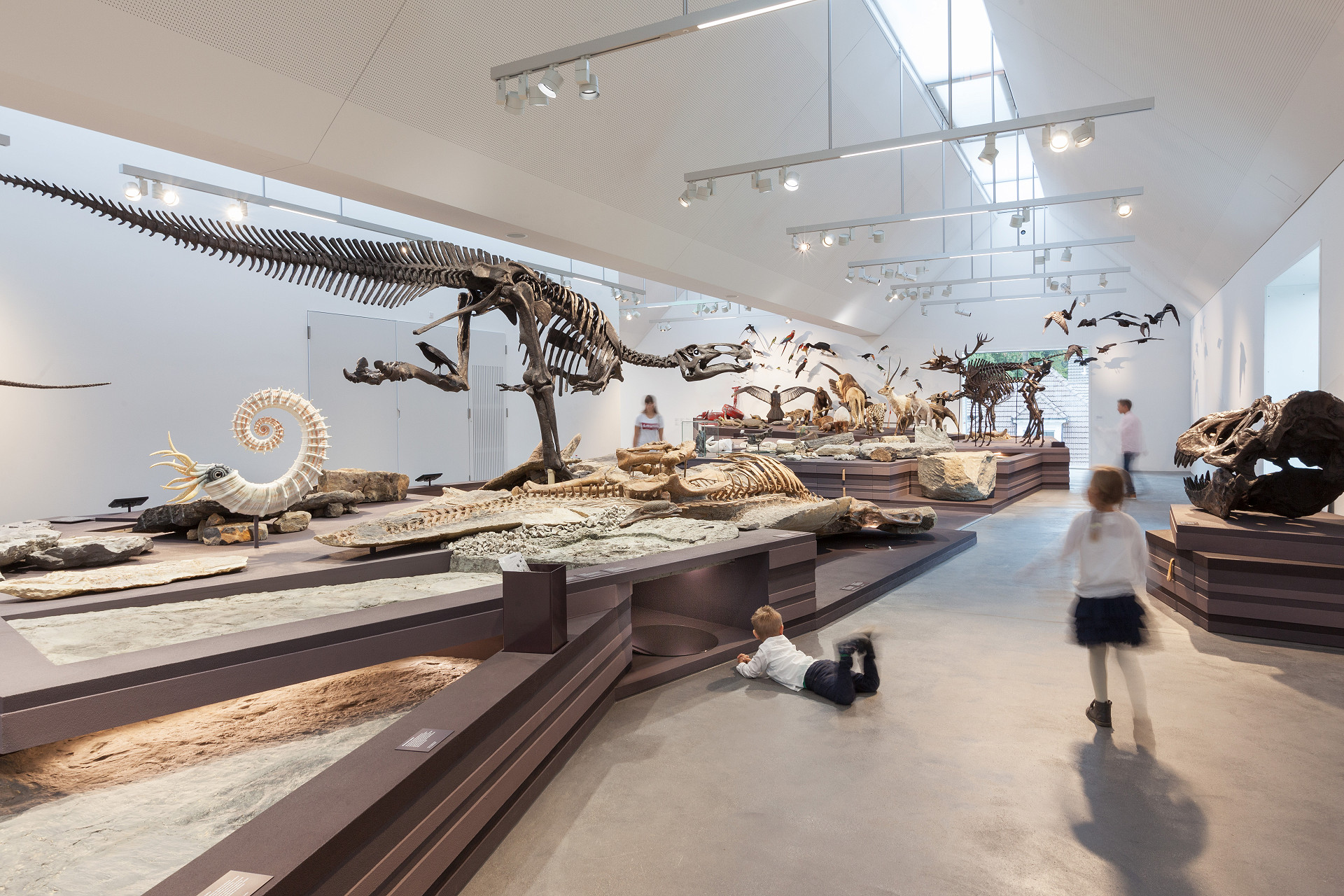 
            Naturmuseum St. Gallen
            Bild 2